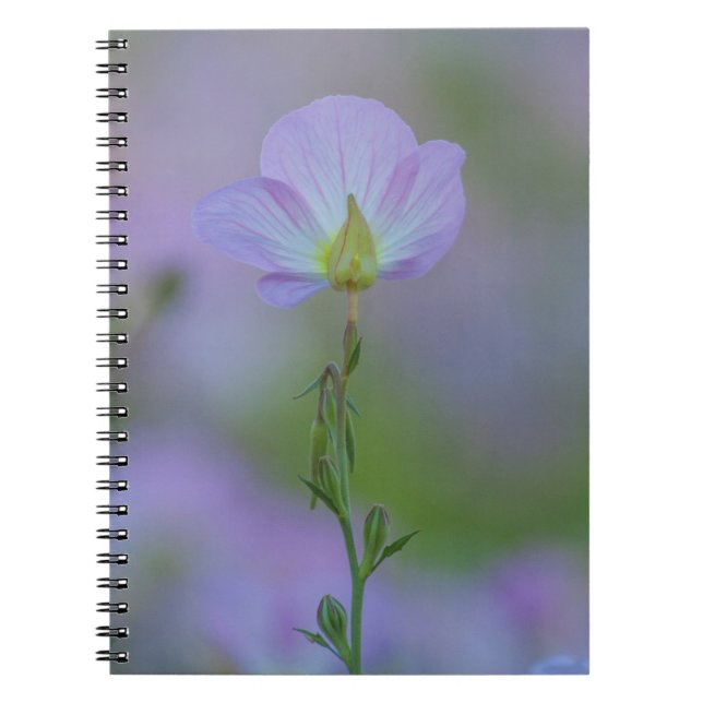 Caderno Espiral Purple Primrose (Frente)