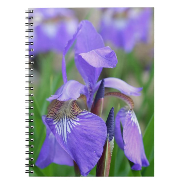 Caderno Espiral Púrpura Blue Flag Iris Flower Nature (Frente)