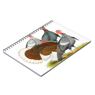 Caderno Espiral Quarteto Rara Turquia