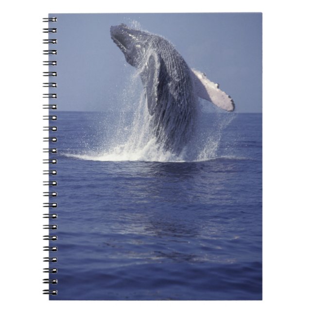 Caderno Espiral Quebra de baleia-jubarte (Megaptera) (Frente)