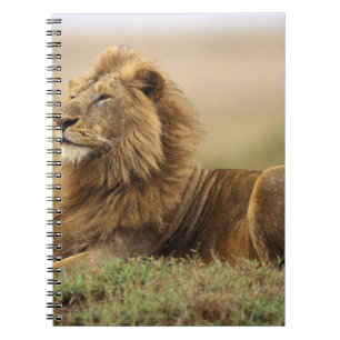 Caderno Espiral Quênia, Masai Mara Leão macho