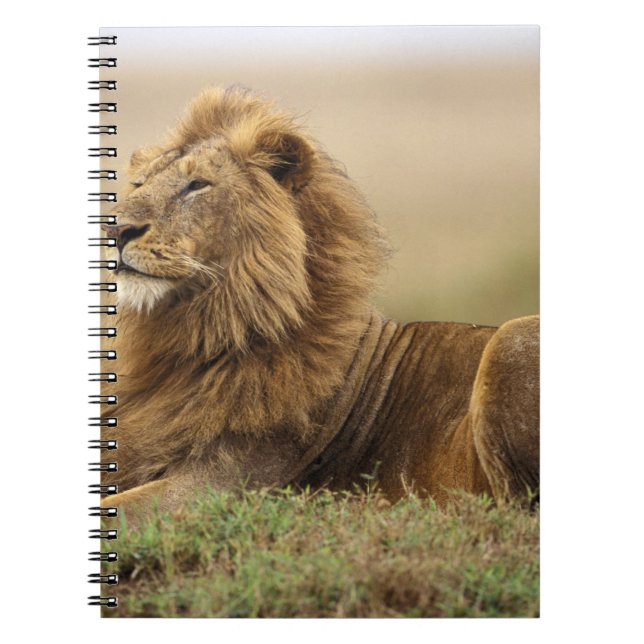 Caderno Espiral Quênia, Masai Mara | Mano Lion (Frente)