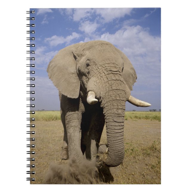 Caderno Espiral Quênia: Parque Nacional de Amboseli, elefante masc (Frente)