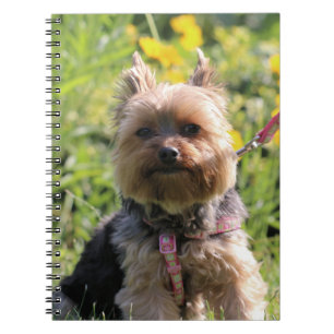 Caderno Espiral Querido simples