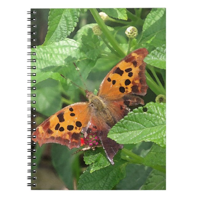 Caderno Espiral Question Mark Butterfly on Lantana (Frente)
