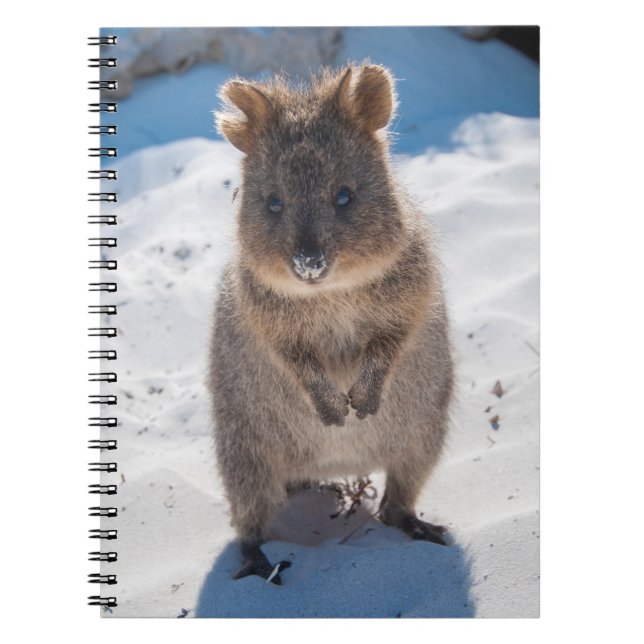 Caderno Espiral Quokka na praia (Frente)