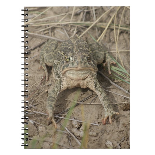 Caderno Espiral R10 Prairie Toad (Frente)