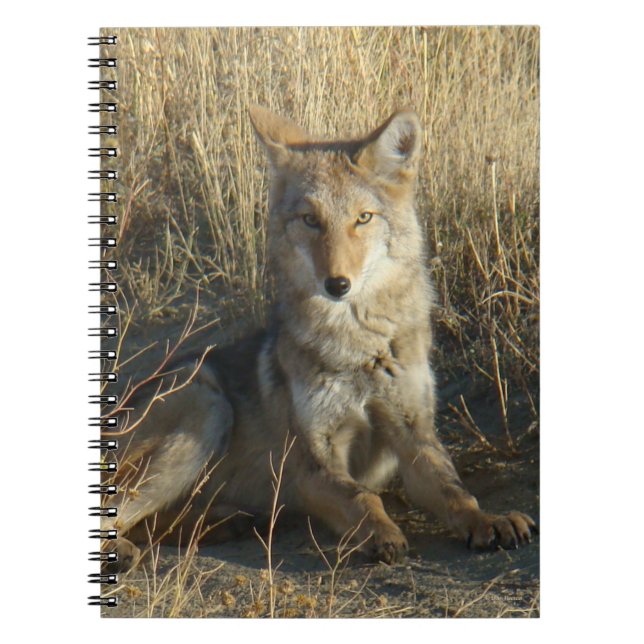Caderno Espiral R15 Coyote Lay (Frente)