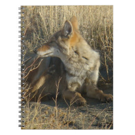 Caderno Espiral R16 Coyote Scratching