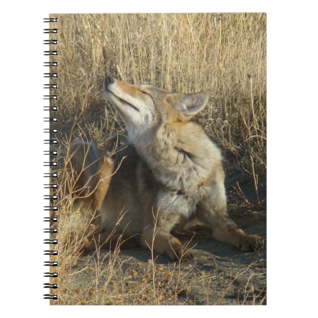 Caderno Espiral R17 Coiote Coçando (Frente)