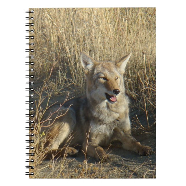 Caderno Espiral R18 Coyote Lay (Frente)