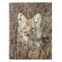 R21 Coyote "Vigiando você"