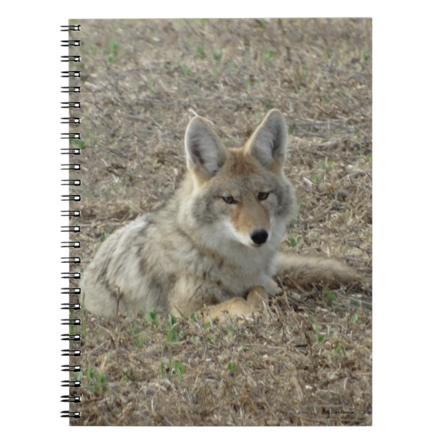 Caderno Espiral R22 Coyote Deitado (Frente)
