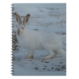 Caderno Espiral R23 Lebre-de-neve