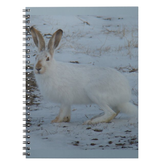 Caderno Espiral R23 Lebre de Snowshoe (Frente)