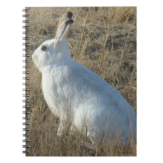 Caderno Espiral R25 Lebre-de-neve (Frente)