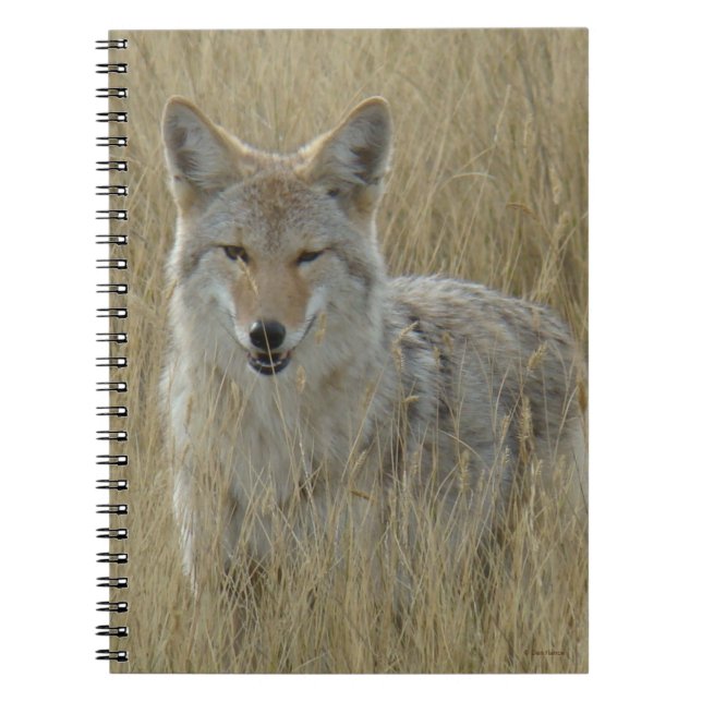Caderno Espiral R2 Coyote na Grama Alta (Frente)
