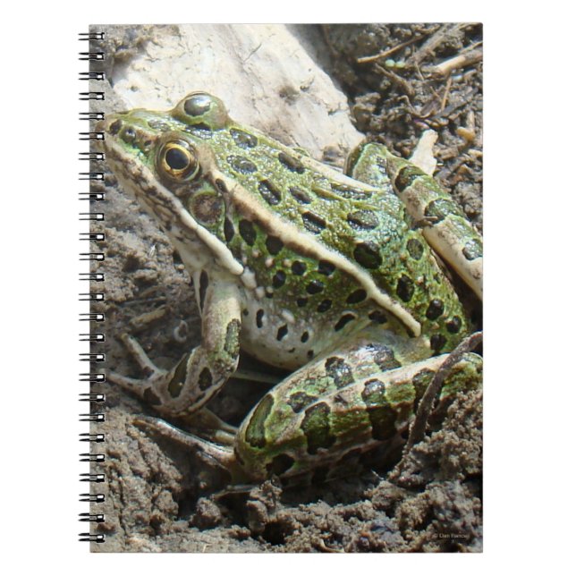 Caderno Espiral R3 Sapo-leopardo (Frente)