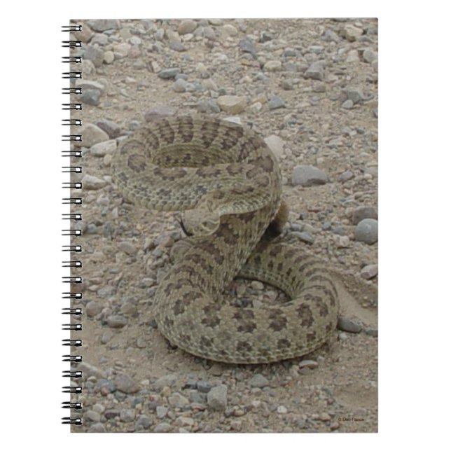 Caderno Espiral R9 Prairie Rattlesnake Coil (Frente)
