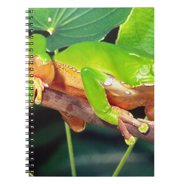 Caderno Espiral Rã-Perereca-Macaco-Gigante-Bicolor, Phyllomedusa (Frente)