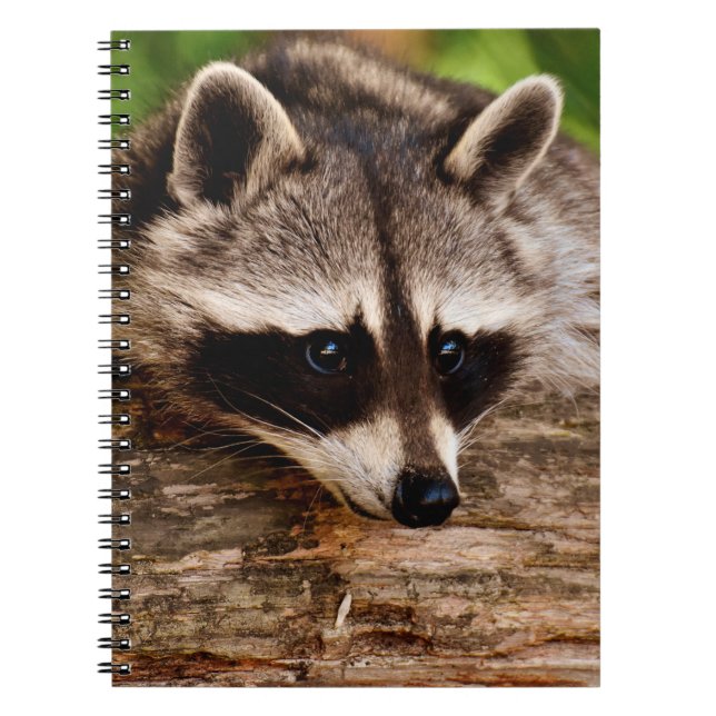Caderno Espiral Raccoon (Frente)