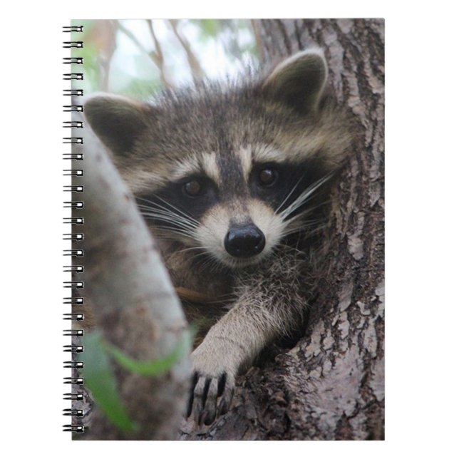 Caderno Espiral Raccoon (Frente)