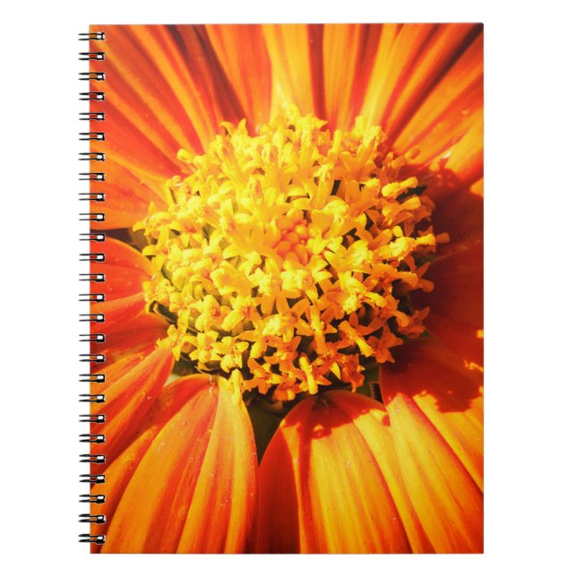 Caderno Espiral Radiant Orange Flower Macro Notebook Nature Photo (Frente)
