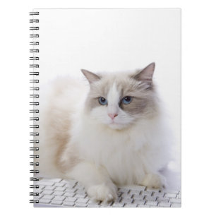 Caderno Espiral Ragdoll cat no teclado do computador