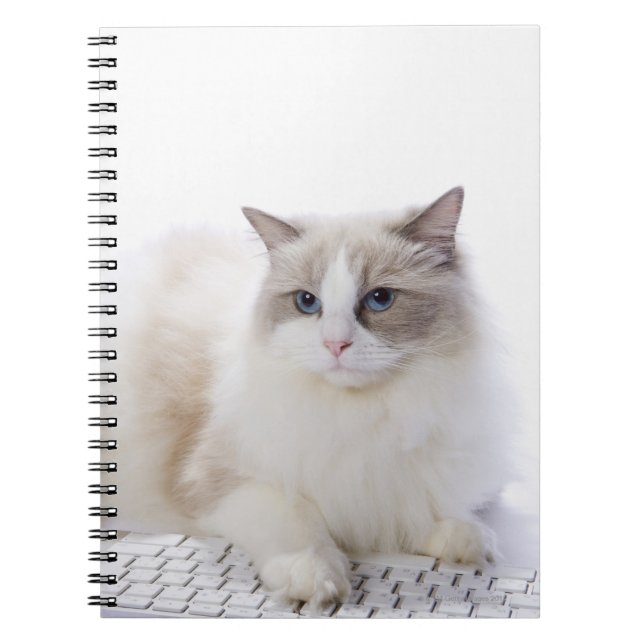 Caderno Espiral Ragdoll cat no teclado do computador (Frente)