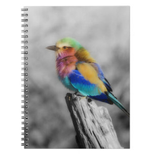 Caderno Espiral Rainbow Bird