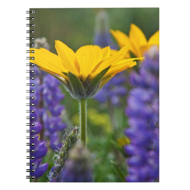 Caderno Espiral Raiz de Balsam e Lupine de Primavera Bloom (Frente)