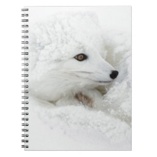 Caderno Espiral Raposa-do-ártico enrolada no inverno
