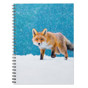 Caderno Espiral Raposa no inverno. Raposa vermelha, Vulpes vulpes,