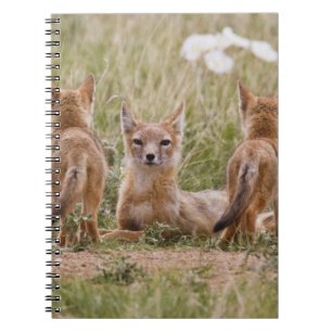 Caderno Espiral Raposa Veloz (Vulpes velox) fêmea com filhotes em
