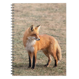 Caderno Espiral Raposa Vermelha num campo