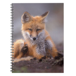 Caderno Espiral raposa vermelha, Vulpes vulpes, filhote coçando-se