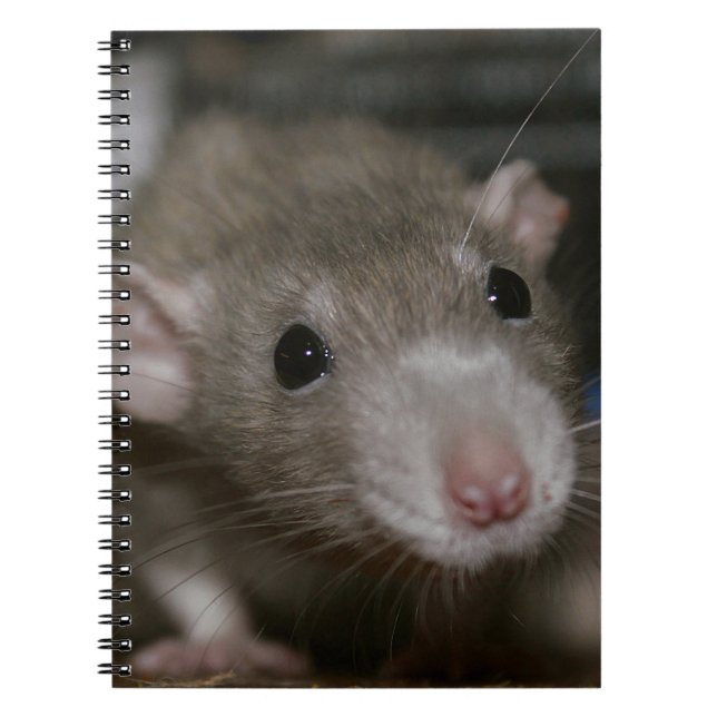 Caderno Espiral Rato curioso (Frente)