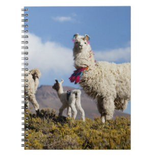 Caderno Espiral Rebanho de lamas decorados na Puna, cordilheira do