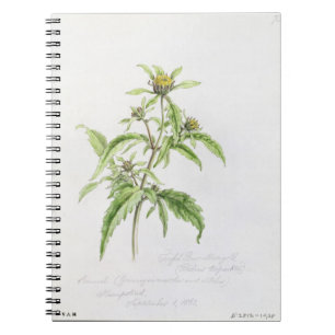 Caderno Espiral Rebarba-Cravo-de-defunto Trifid, pintado em