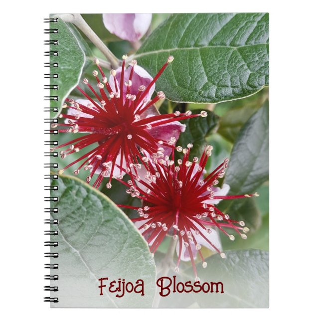 Caderno Espiral Red Floral Feijoa Blossomas da Nova Zelândia (Frente)