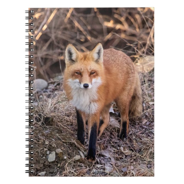 Caderno Espiral Red Fox perto e pessoal (Frente)