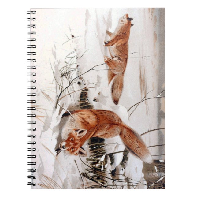 Caderno Espiral Red Foxes in Snow at Winter (by Wilhelm Kuhnert) (Frente)