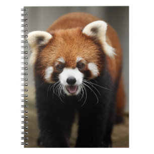 Caderno Espiral Red Panda