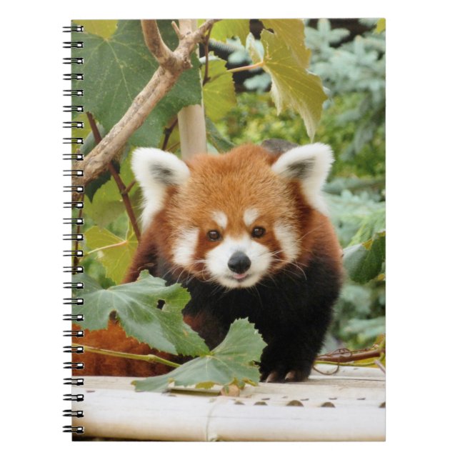 Caderno Espiral Red Panda (Frente)