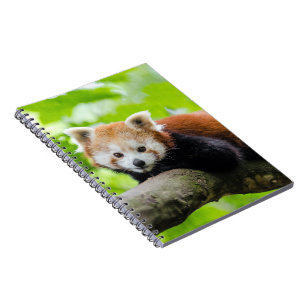 Caderno Espiral Red Panda