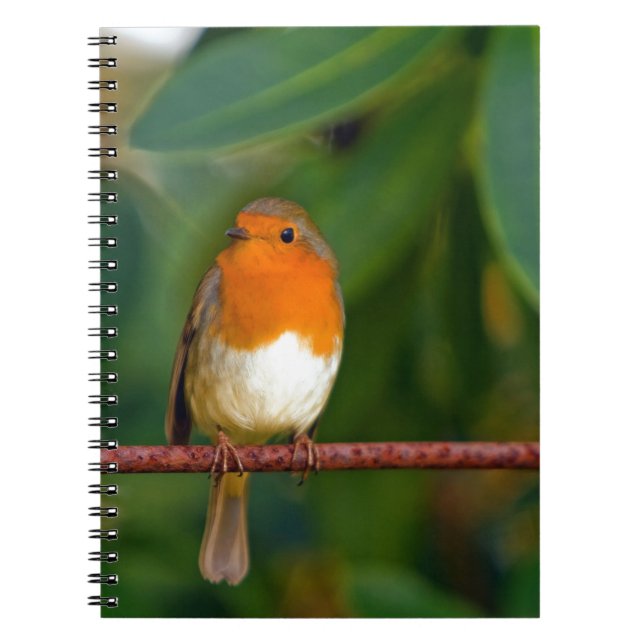 Caderno Espiral Red ROBIN (Frente)