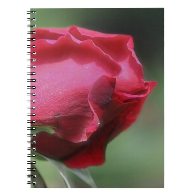 Caderno Espiral Red Rosebud Flower Nature (Frente)