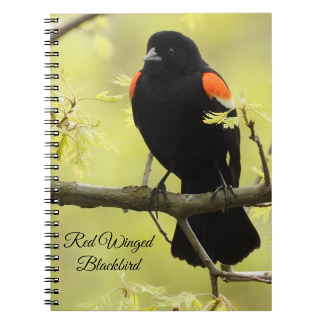 Caderno Espiral Red Winged Blackbird (Frente)