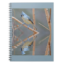 Reflexões sobre aves bonito