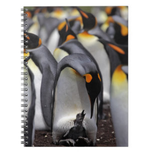 Caderno Espiral Rei pinguim com pintinho
